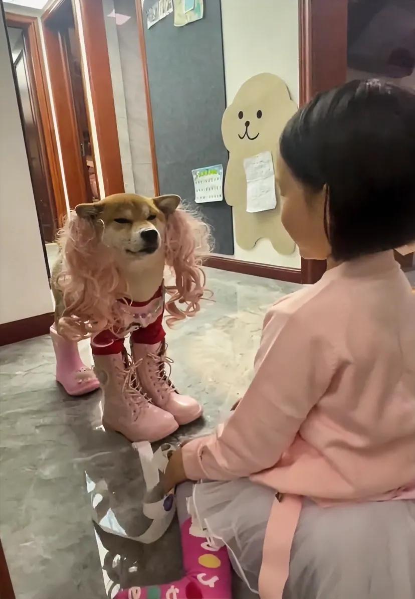 小狗：我是谁，我在哪儿？