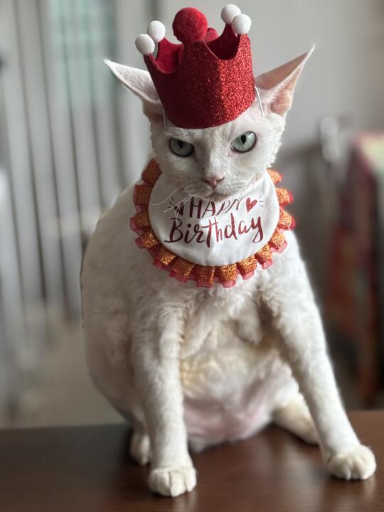过个生日太折磨猫了