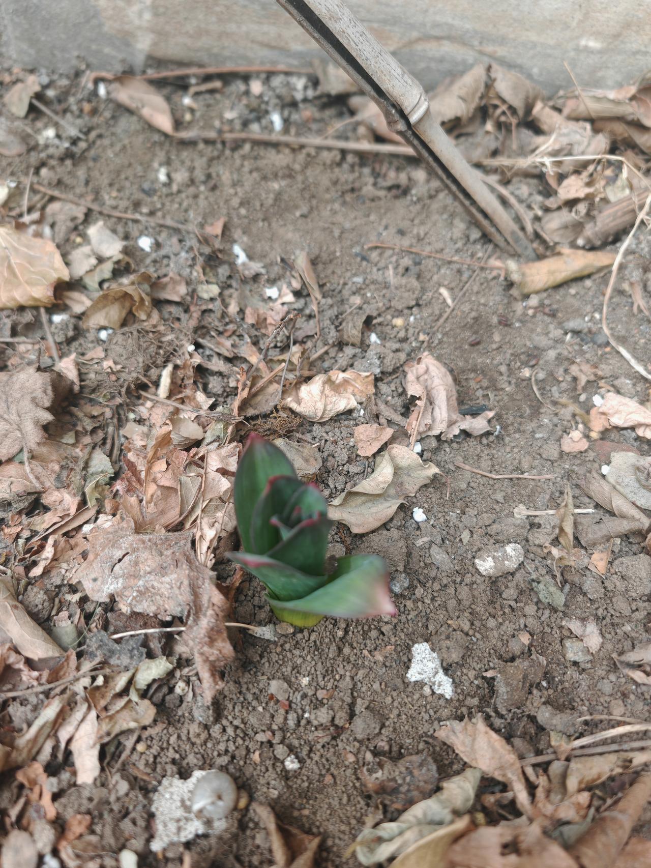 大花葱也露头了，去年种下的，十几颗都出了，真好哦，今年的院子漂亮了！