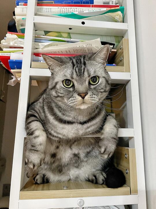 人，你回来了？快把猫抱下来！