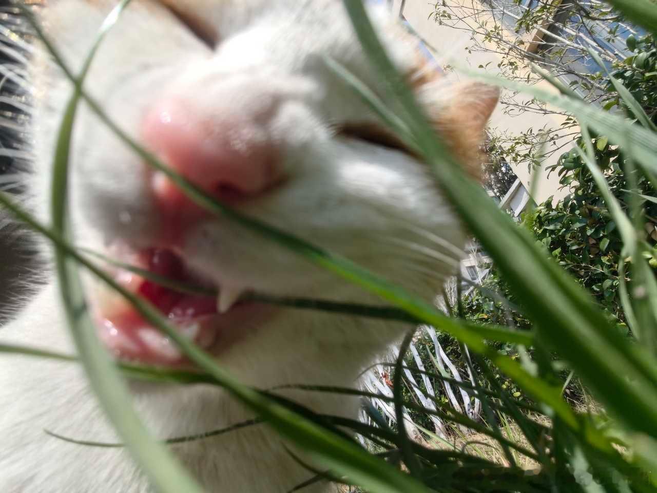 49320【丑猫】食草咪 