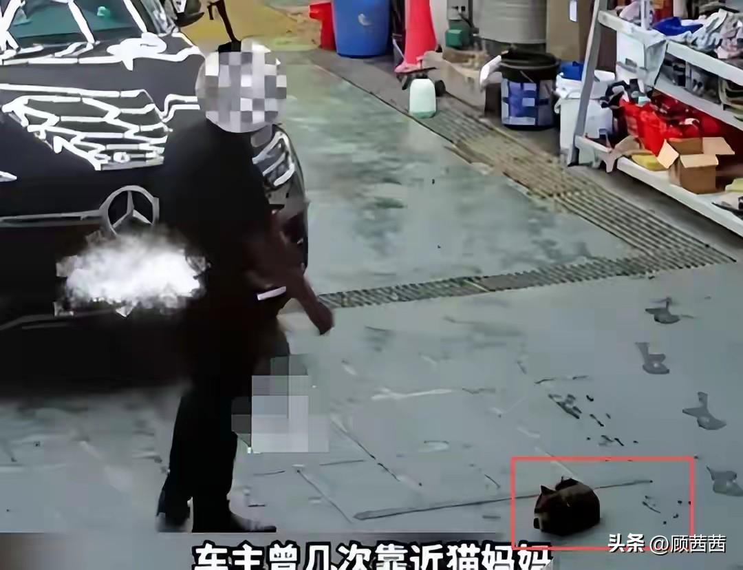 光天化日蓄意碾死哺乳期母猫！奔驰车主身份被扒，嚣张态度彻底惹怒全网
 
5月20