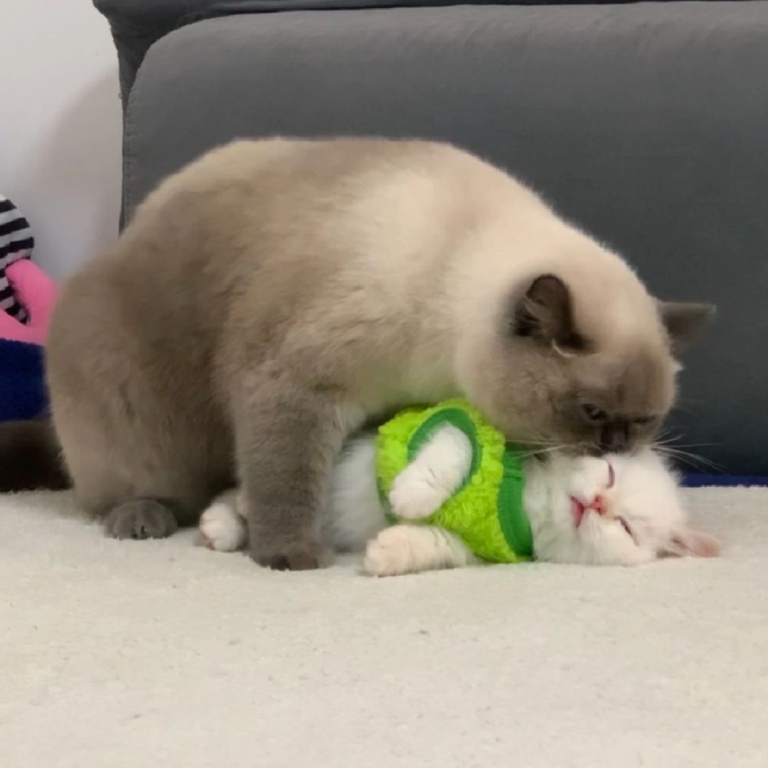 麻哥不要啊！！