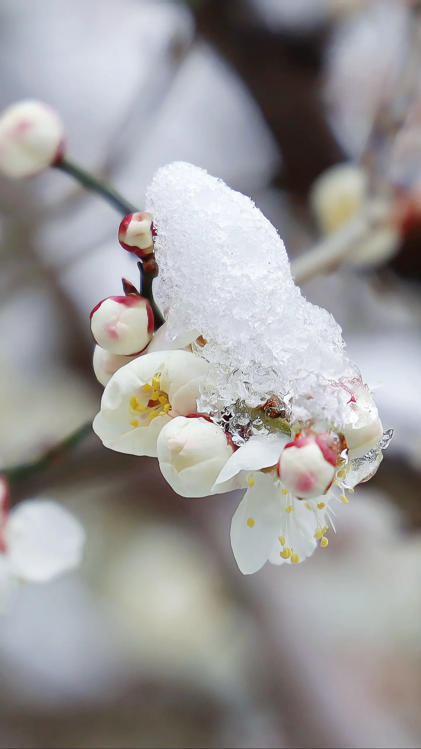 号外❗️号外❗️趵突泉的春光即将竞相绽放。当春雪遇上趵突泉盛开的花朵