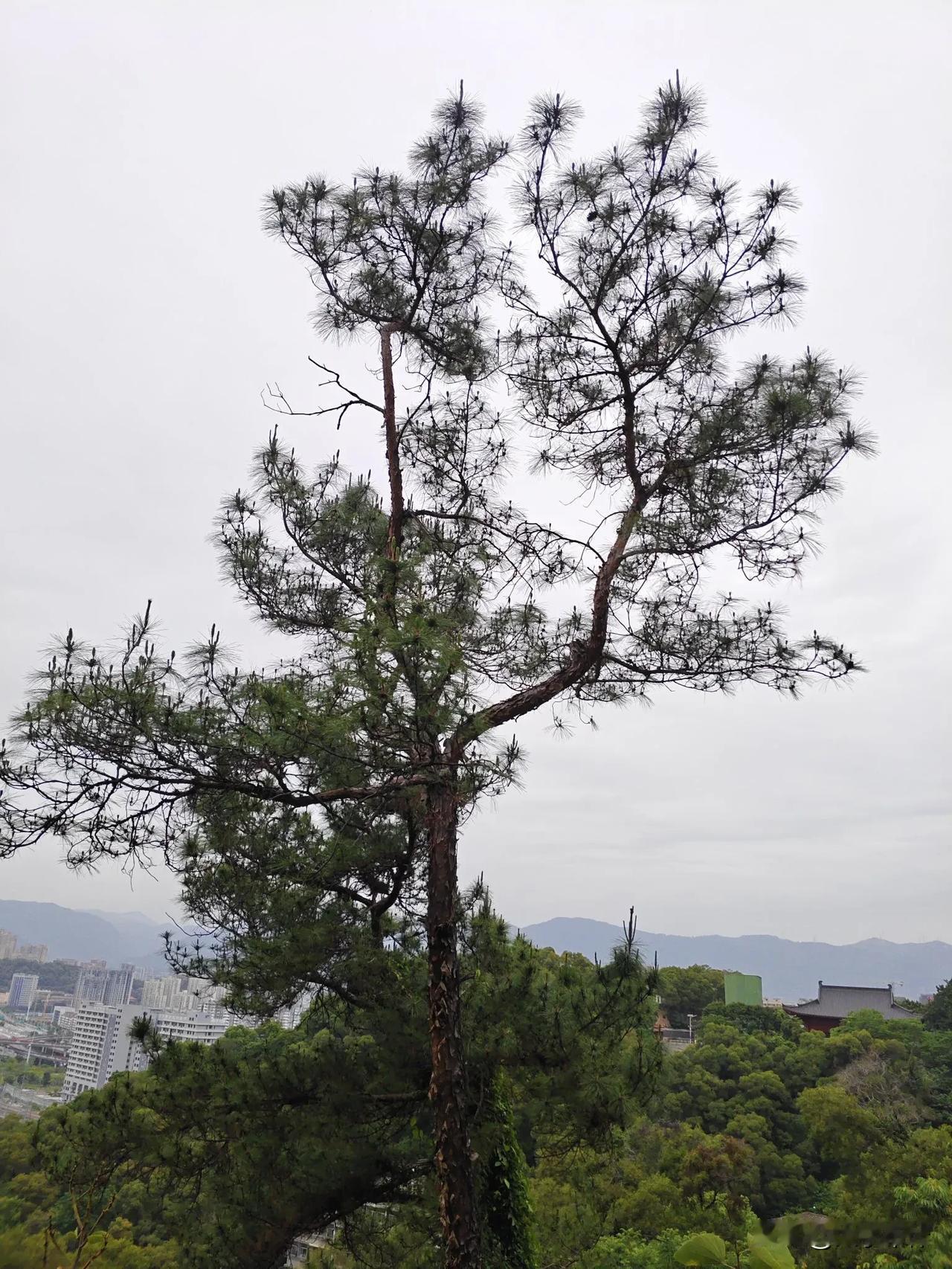 松树集