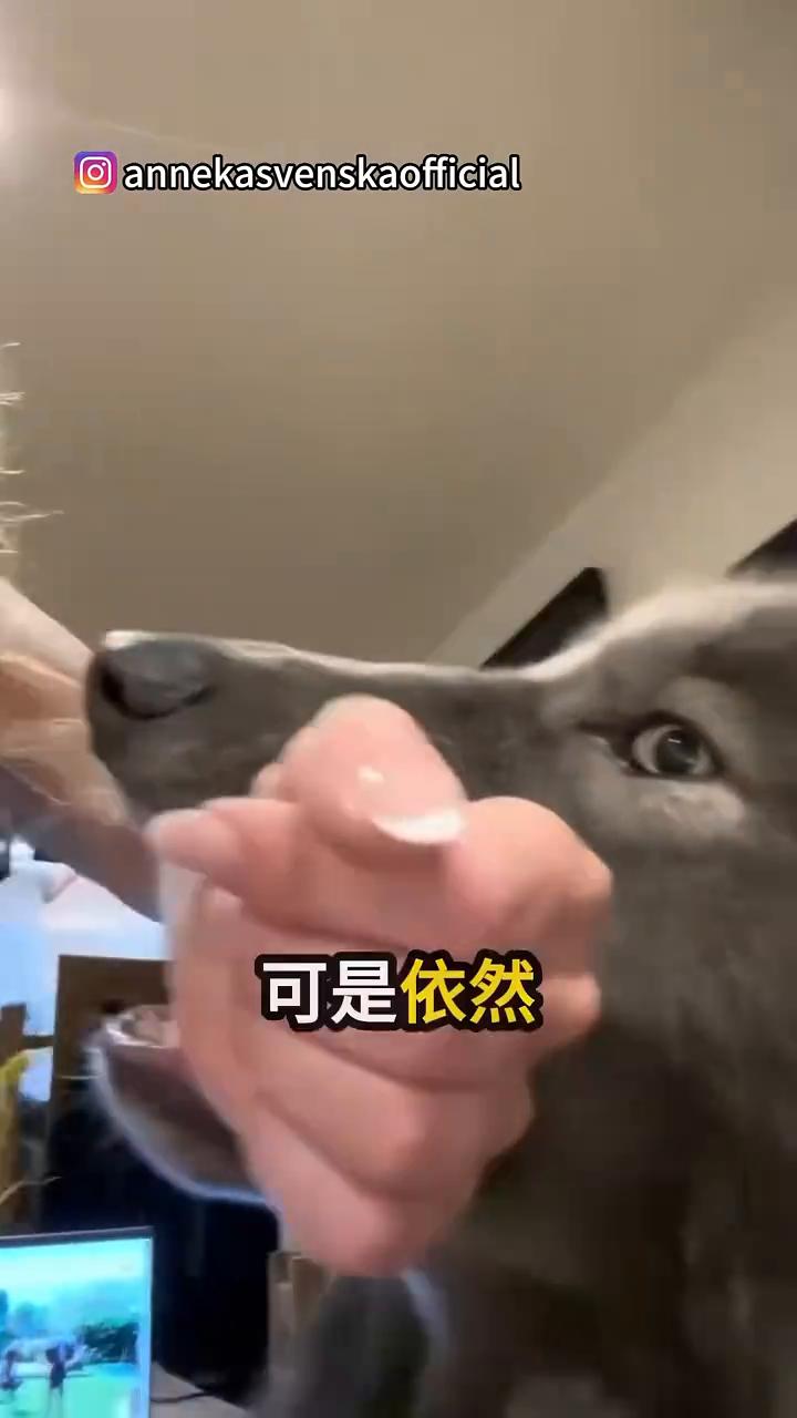 发疯似地紧咬主人：超感人的画面。
来看一段超感人的画面。安娜本来正在忙自己的事，