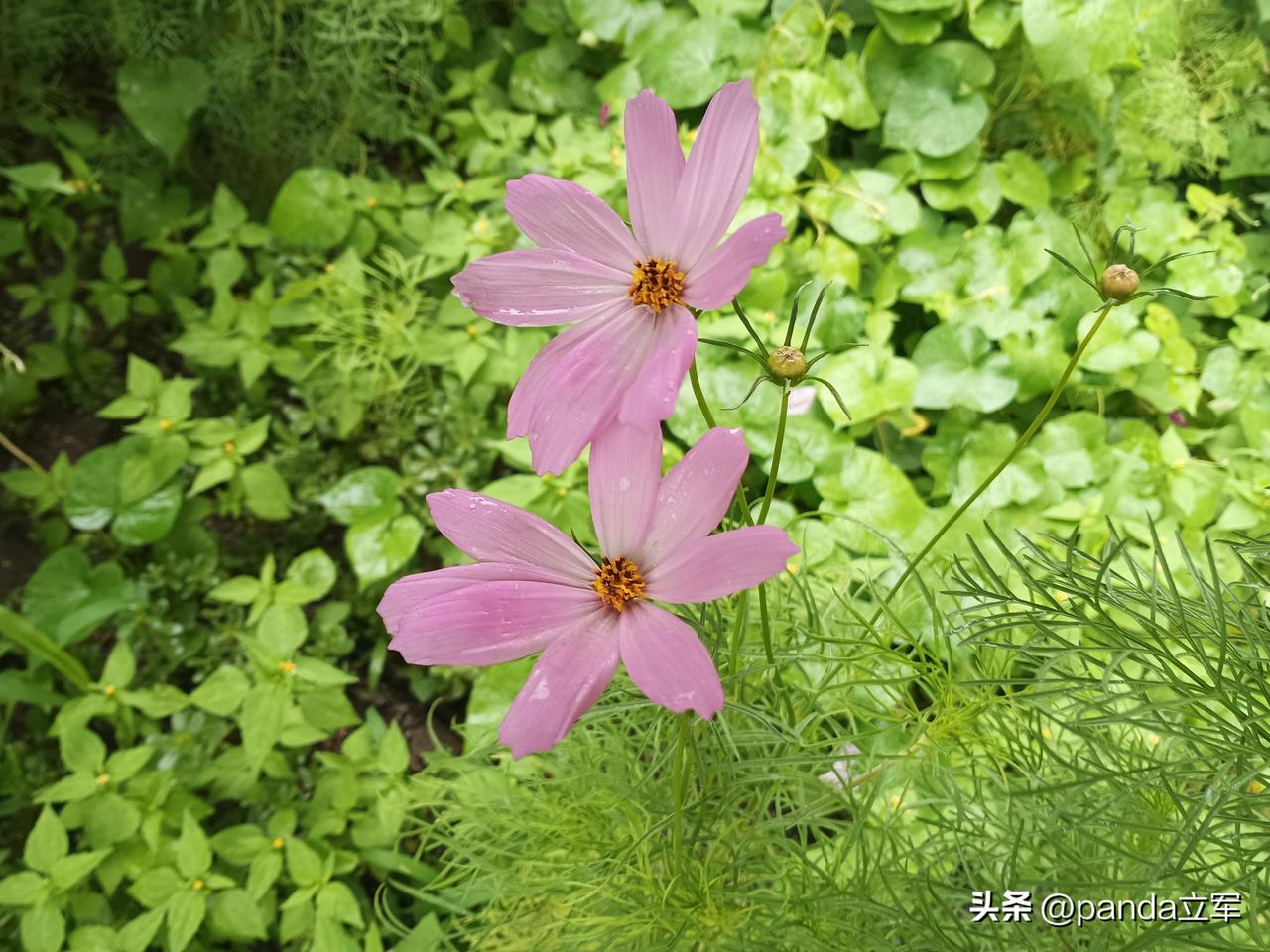 放飞的孙女
孙女在八号上半天学，然后就放暑假。
我那几天胯骨扭了一下，就没去看她