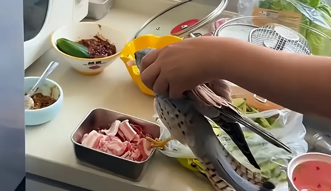 红隼闯入浙江女子的厨房抢肉吃，吃了肉让随便摸！网友：猛禽吗？ ​​​