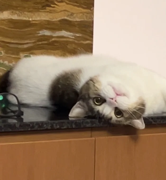 哦~哈~哟~妈~妈~酱