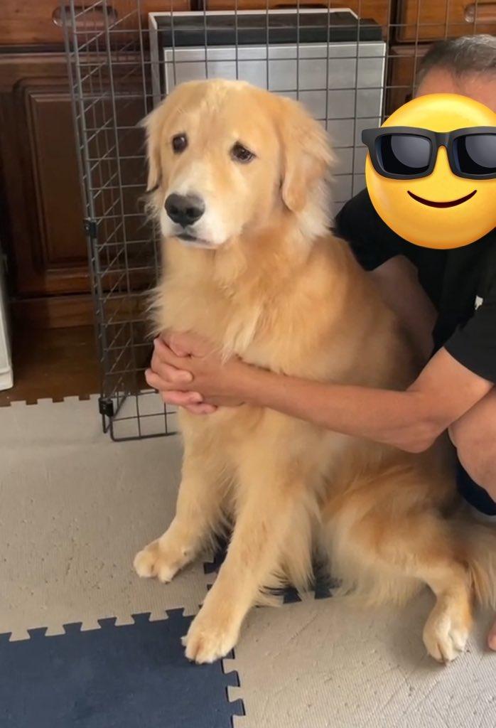 日本一只黄金猎犬「柚子」（ゆず）平常最喜欢和家人腻在一起，有天阿金看到马麻转身离