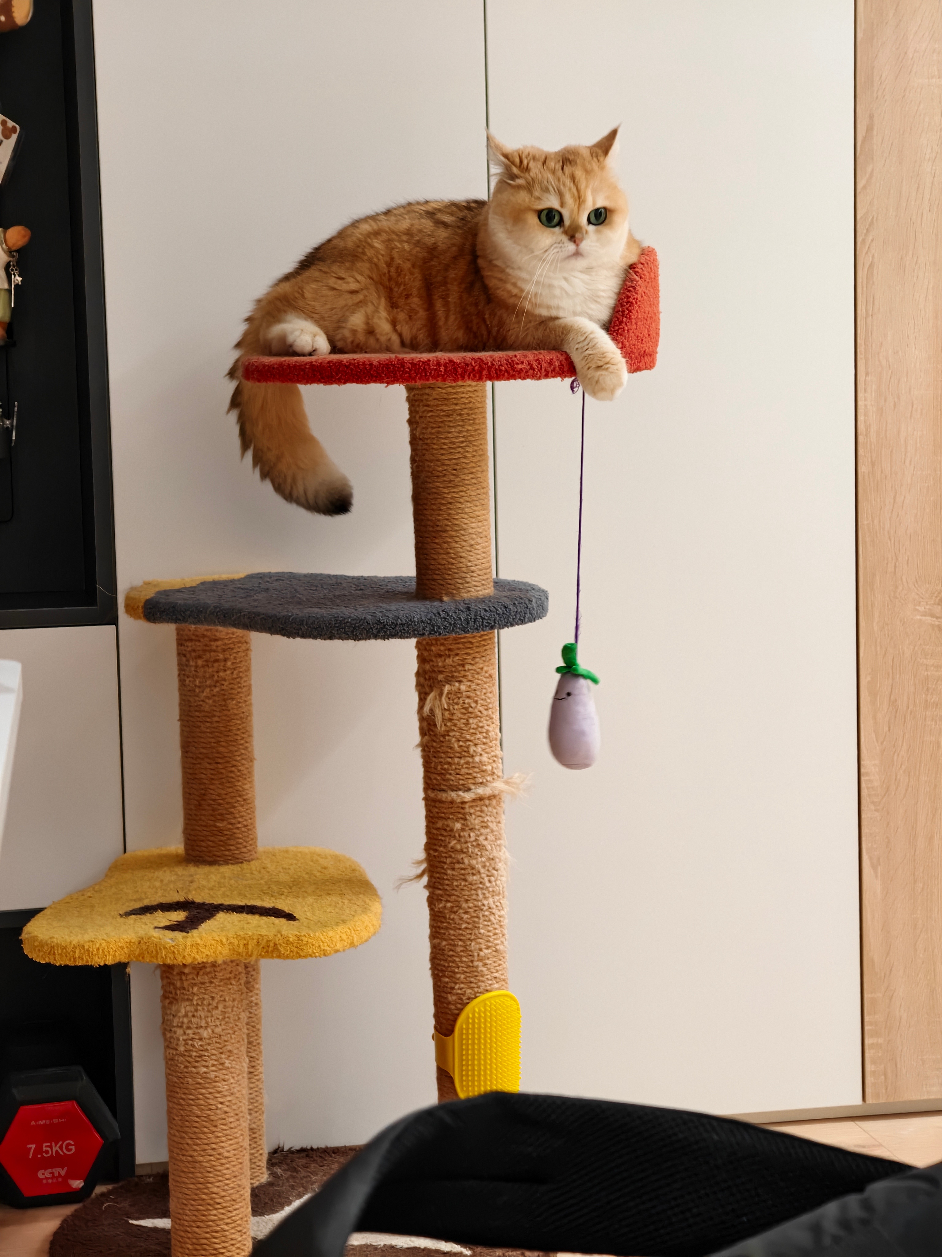 菇冬发猫猫疯给肥四震惊出了屁屁头[哆啦A梦吃惊]菇冬怎么肥四[超话] ​​​
