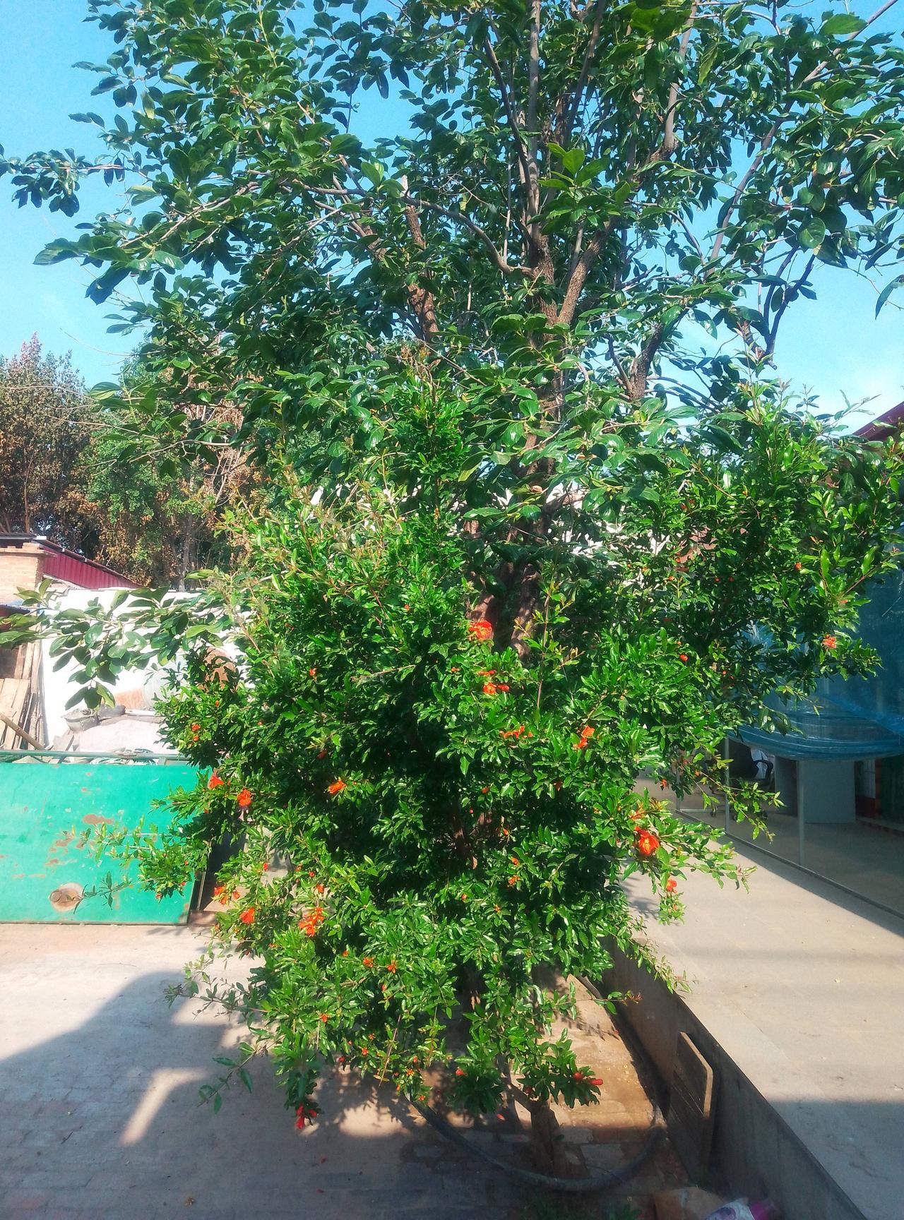 老家小院中的山楂树！