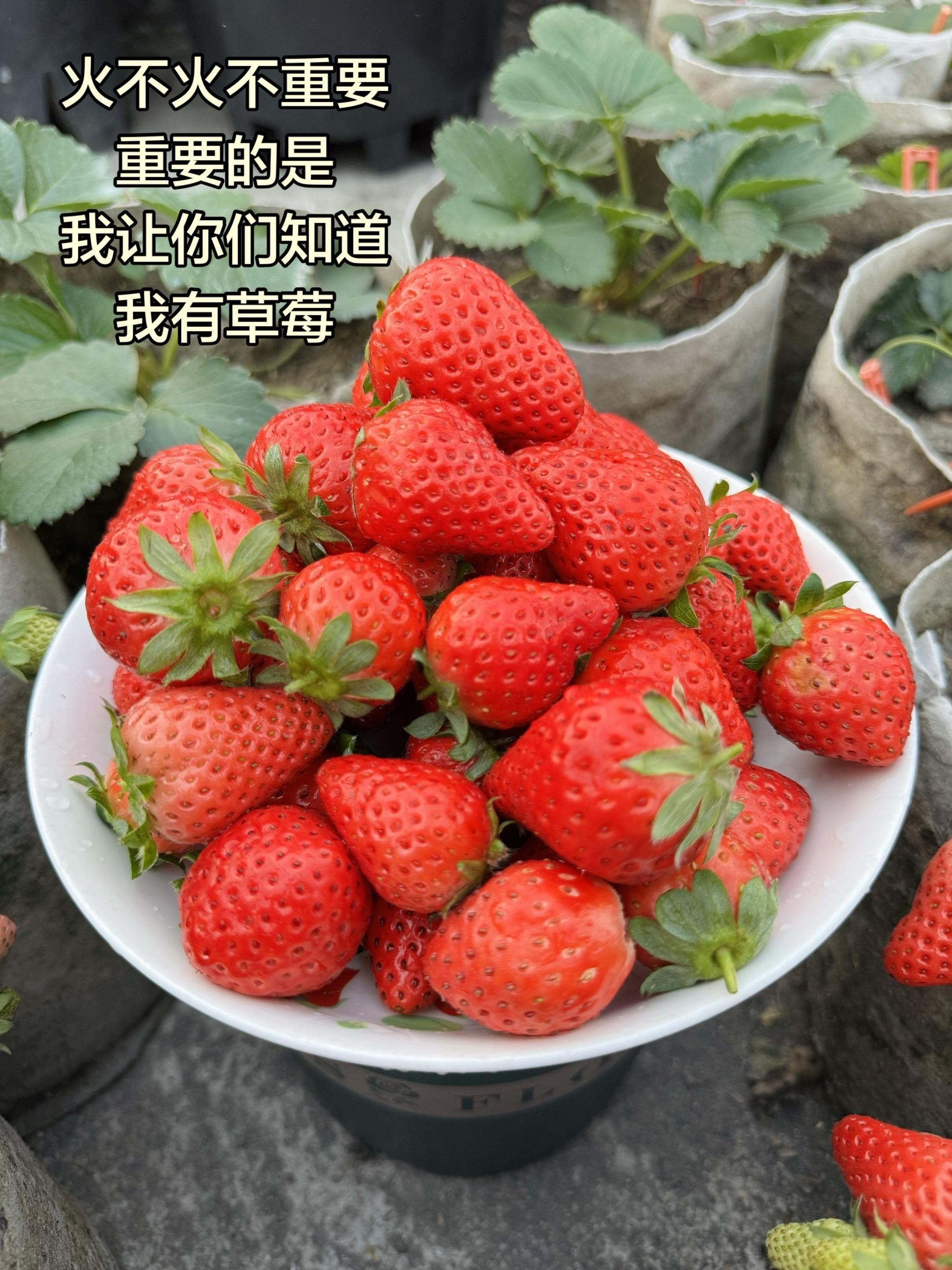 火不火不重要，重要的是让你们知道我有草莓🍓