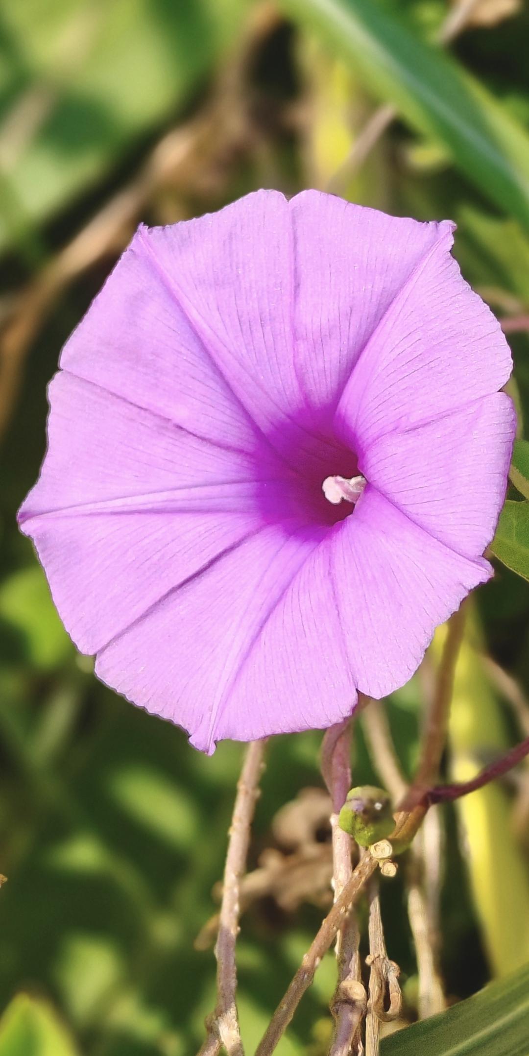 有闲暇时，经常到野外走走，除了可呼吸新鲜空气之外，野趣也不少的，可看到各种植物，