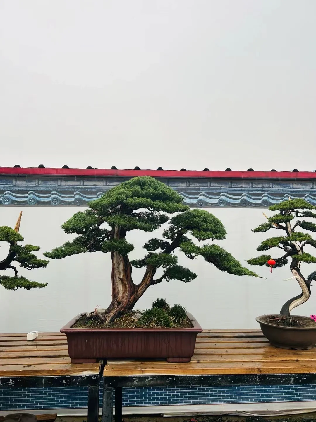 济州真柏盆景
