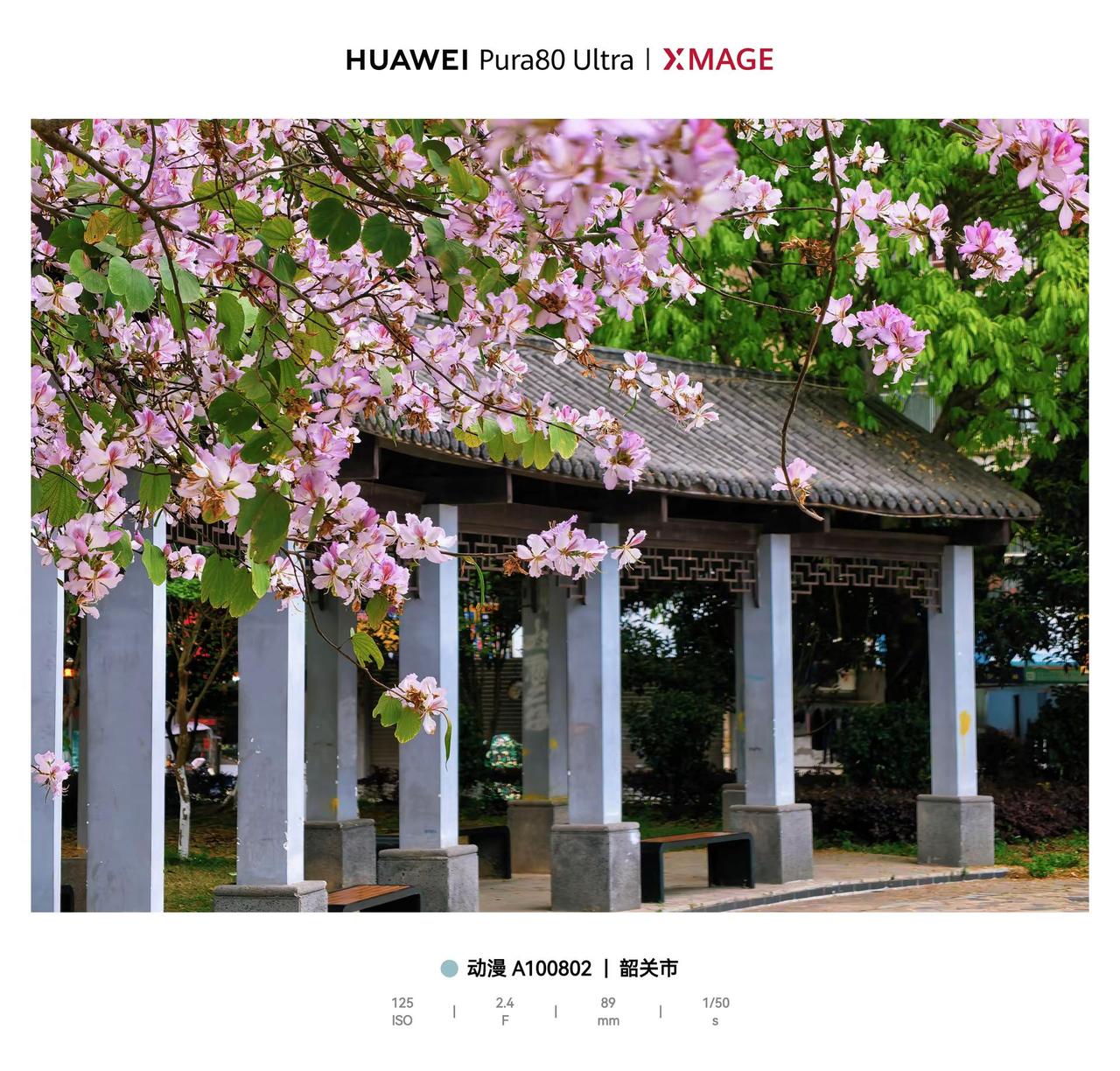 Pura80ultra摄影投稿。晒你的华为手机的照片春天照片 春日花亭。HUAW