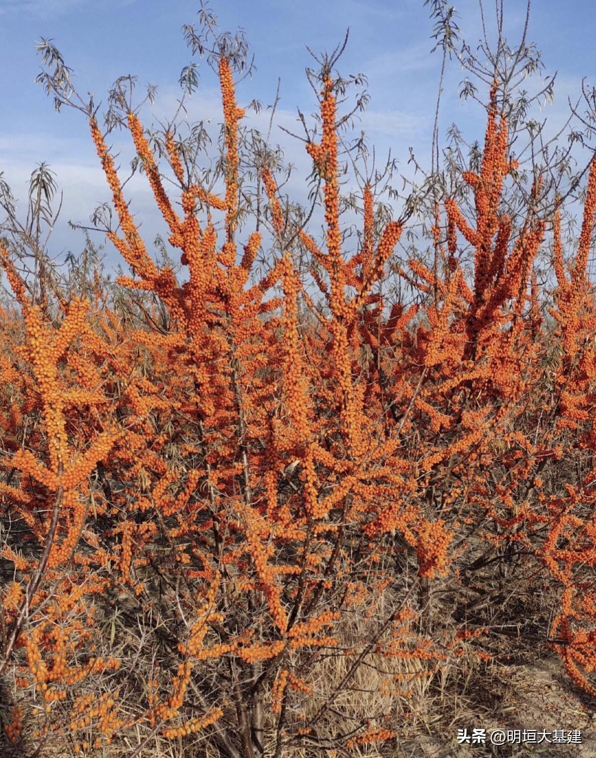 【沙棘，你了解多少？】

小时候，我们喝的饮料大多就是“沙棘汁”，那时候产品单一