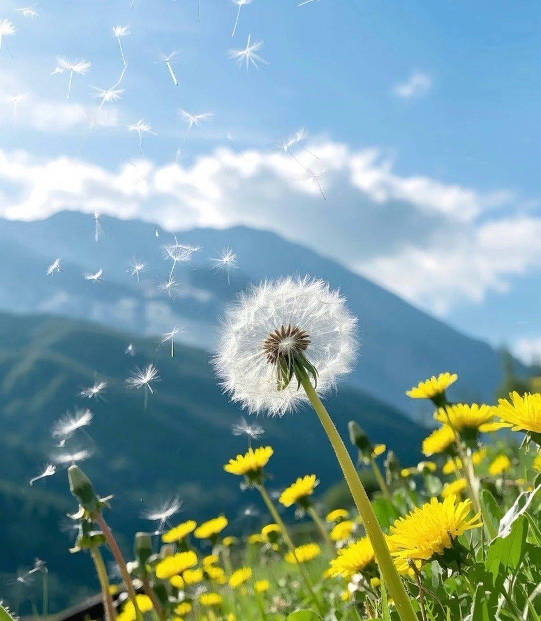 种植蒲公英：1.选容器：选择底部有排水孔的花盆或种植箱。2.准备土壤：选择疏松、