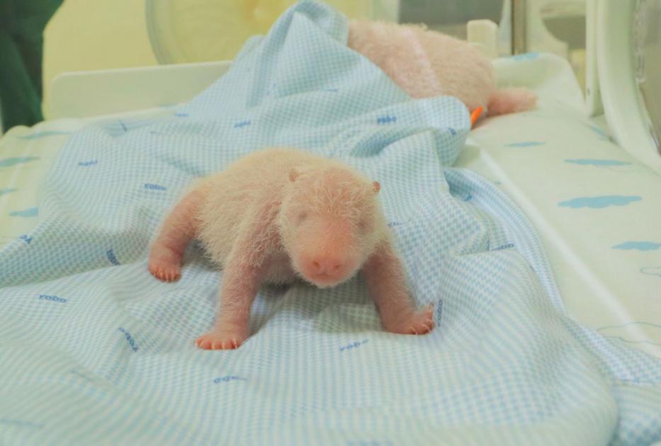 中印尼8年等待终圆梦！印尼首只熊猫宝宝诞生，总统赐名藏深意
 
12月7日，印尼