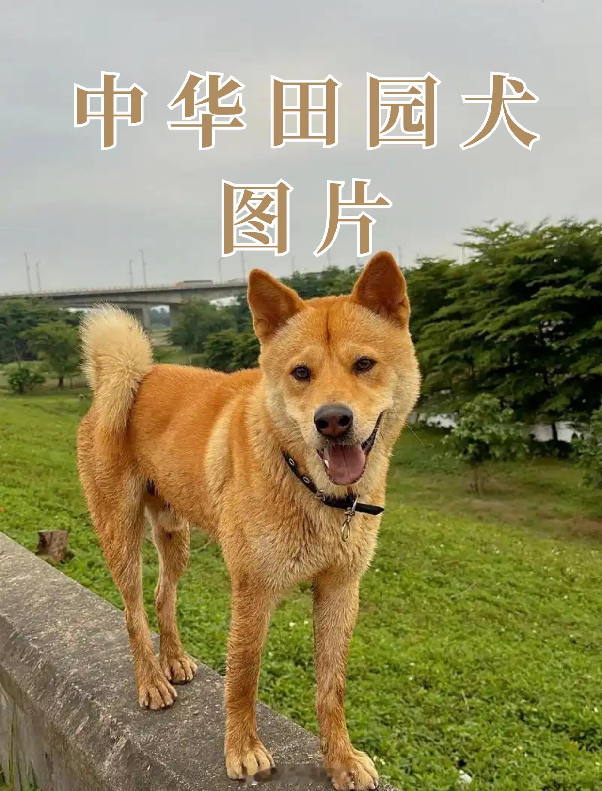 中华田园犬 禁养你以为的中华田园犬和实际的中华田园犬； ​​​