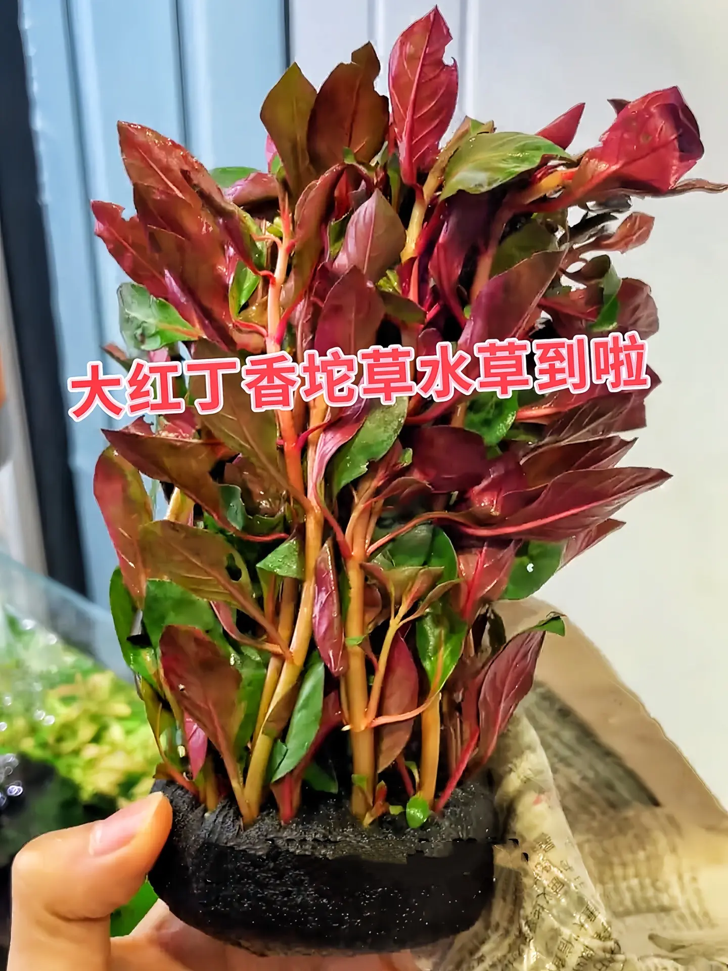 想让鱼缸脱颖而出？选大红丁香水草准没错！它色彩浓烈，红得夺目，耐活易养...