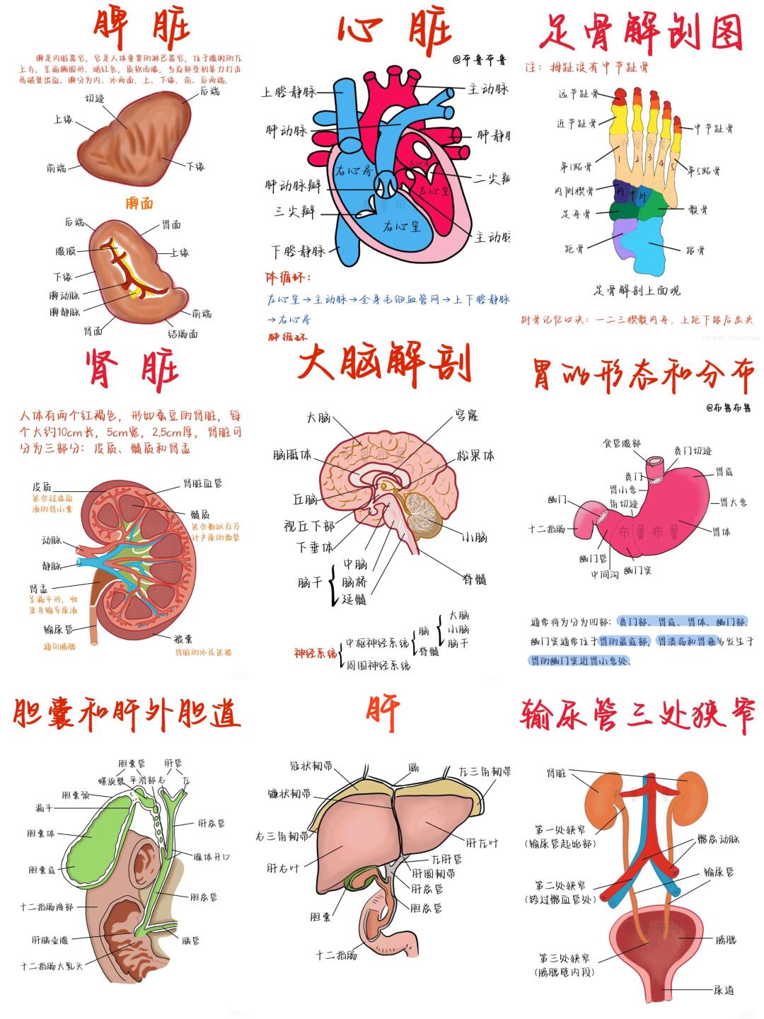 医学生笔记——解剖大合集