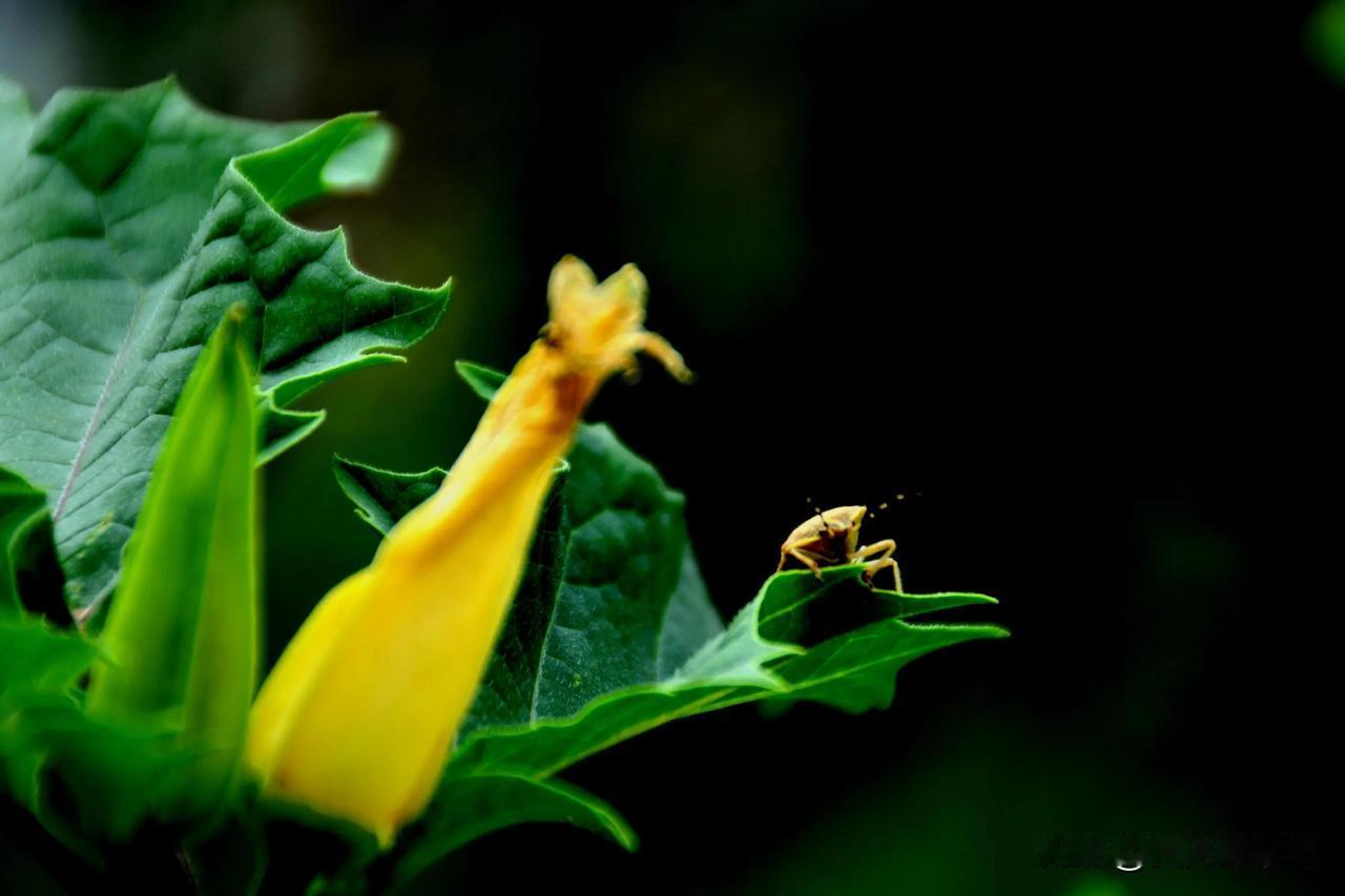 奇特昆虫
   #秋日生活打卡季##随拍昆虫# 
#手机徽距拍昆虫# #秋天里的