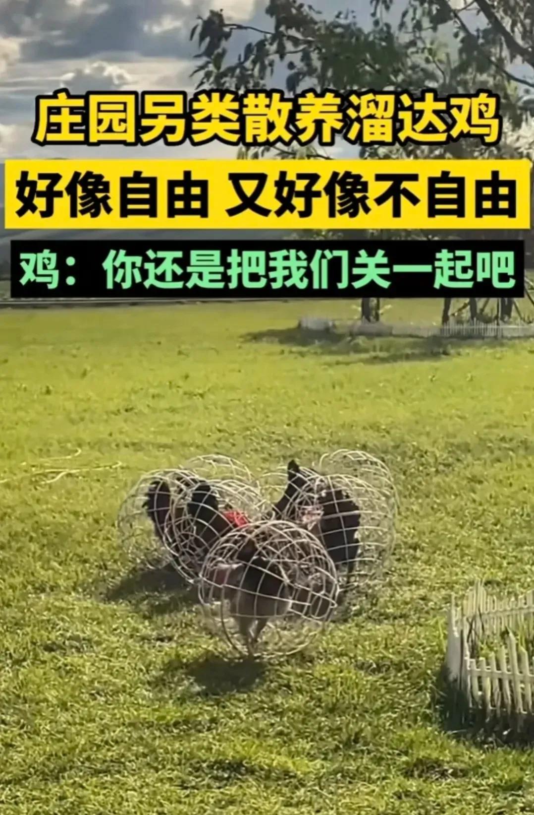 这种带了罩罩的鸡，还是溜达鸡🐔？