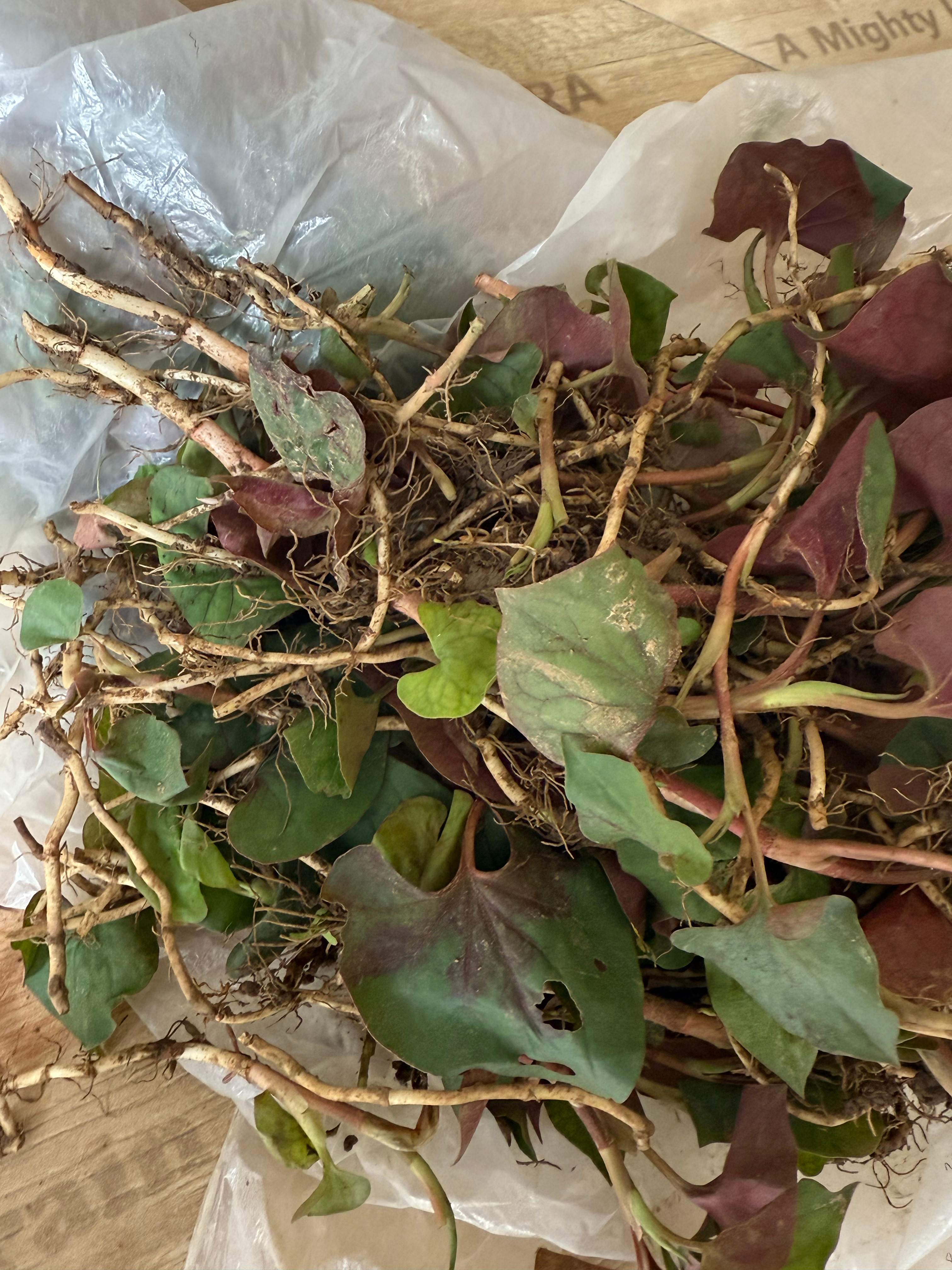 这个周末的天气很好，到处都是开花发芽的花朵和树木。没有时间拍照，只要和娃在一起就