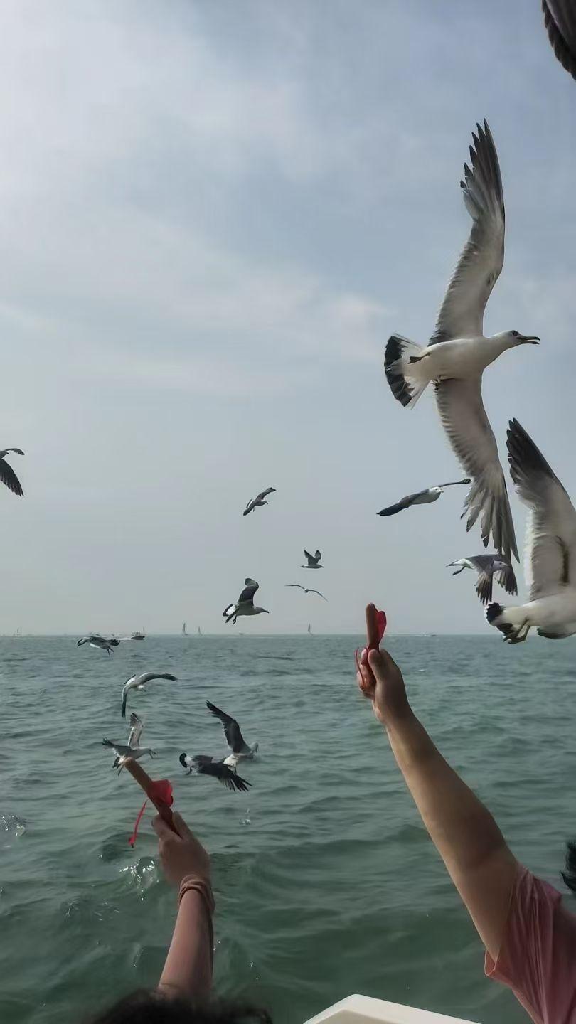 在东疆湾，小朋友们在和海鸥互动，很开心！