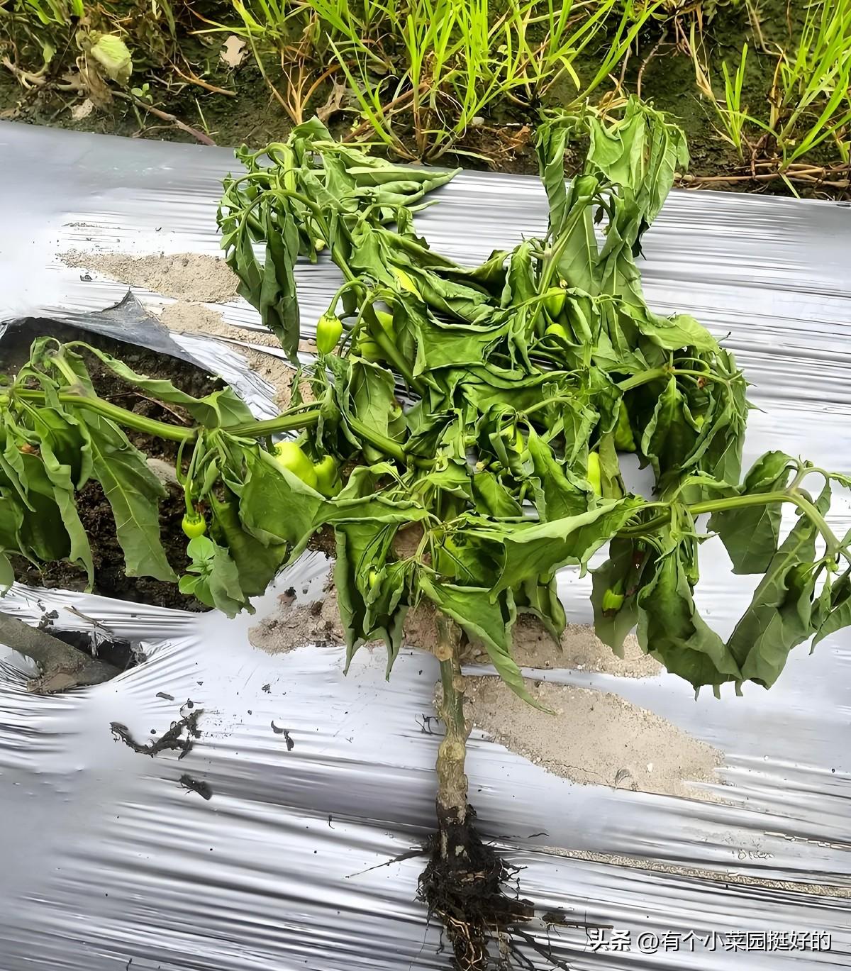 施肥白花钱还伤菜？看看你有没有犯这些错

昨天去共享菜园串门，碰到几位菜友，发现