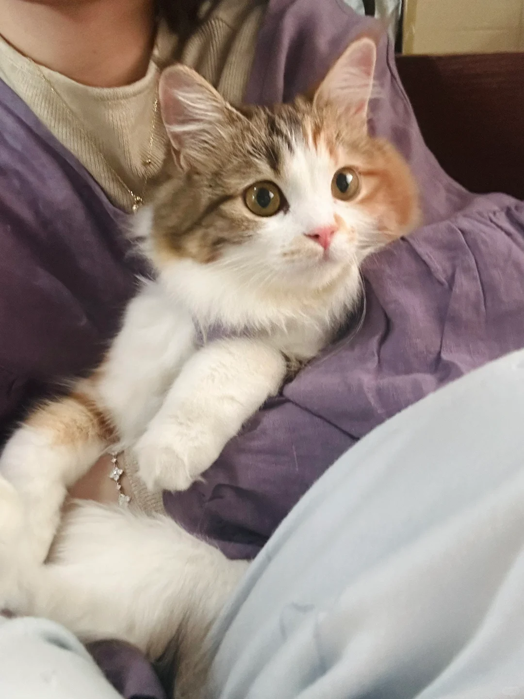 如果小猫会看图 应该能知道我有多爱她吧