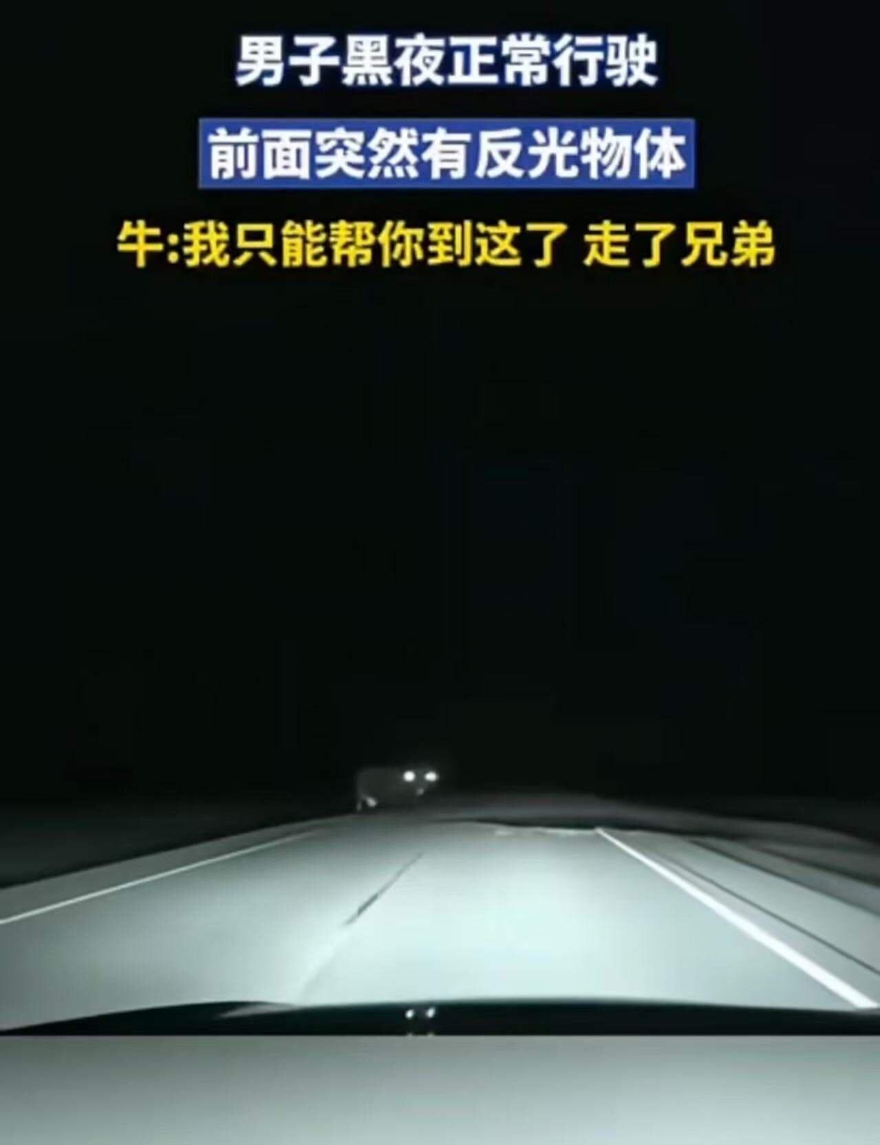 “科学解释不了！”男子夜里开车，前面突然出现一个巨物，而且眼睛还会反光！男子吓了