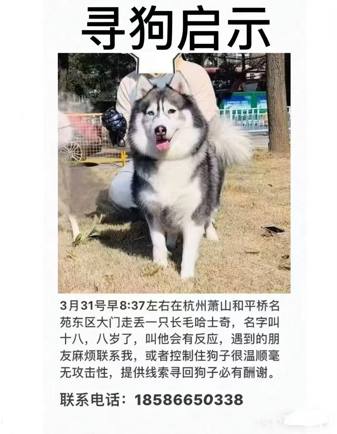 我帮忙转发的 有没有好心人看到这只狗狗？有线索麻烦联系主人，狗狗年纪大...