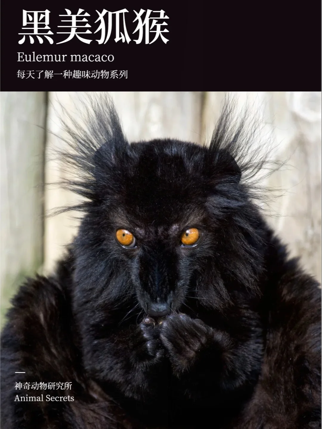 每天了解一种趣味动物👀黑美狐猴