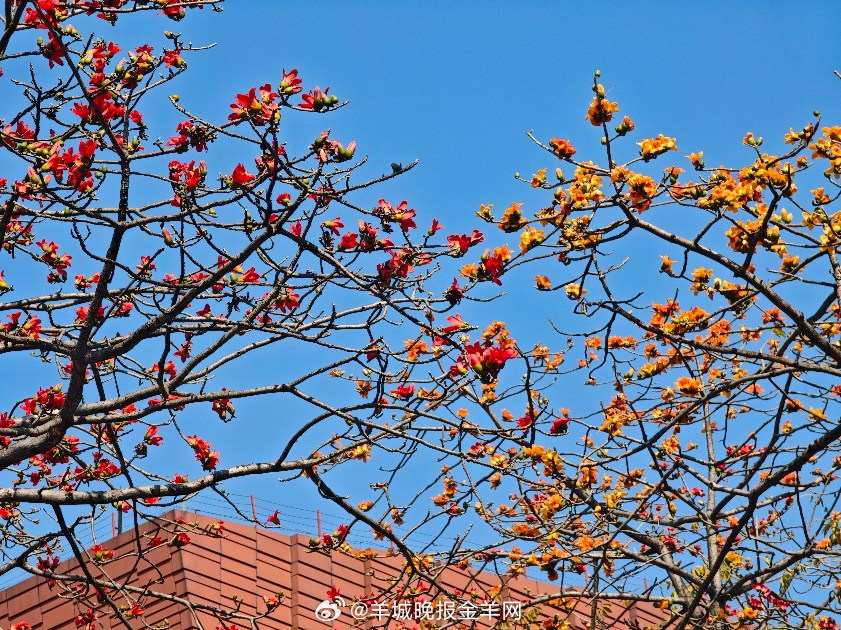 #早安#当你不再畏惧挑战，能在成功或失败中积累经验，你就会越来越从容、越来越有力
