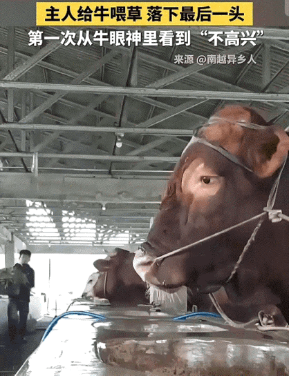 彻底解释不清了！
近日，中国日报、新华社转发了一个视频。画面中，主人把一头牛给喂