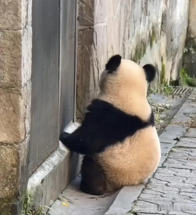 又刷到这个非常可爱萌化人心的视频了，渝可小时候乖乖坐在内舍门口静静等待奶妈开门，