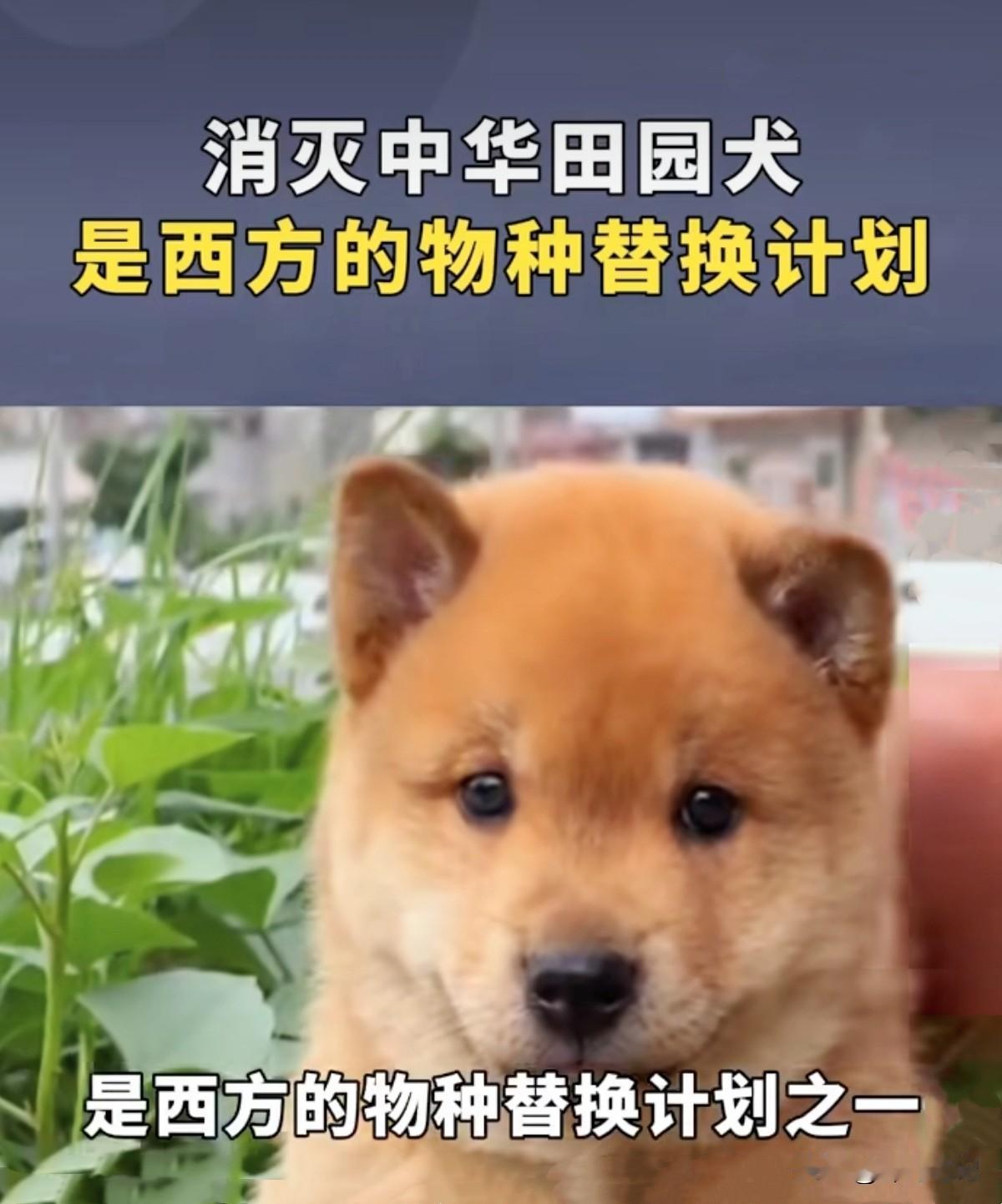 翻翻你身边养狗的朋友，十个里有几个养的是“土狗”？

《2025中国宠物行业白皮