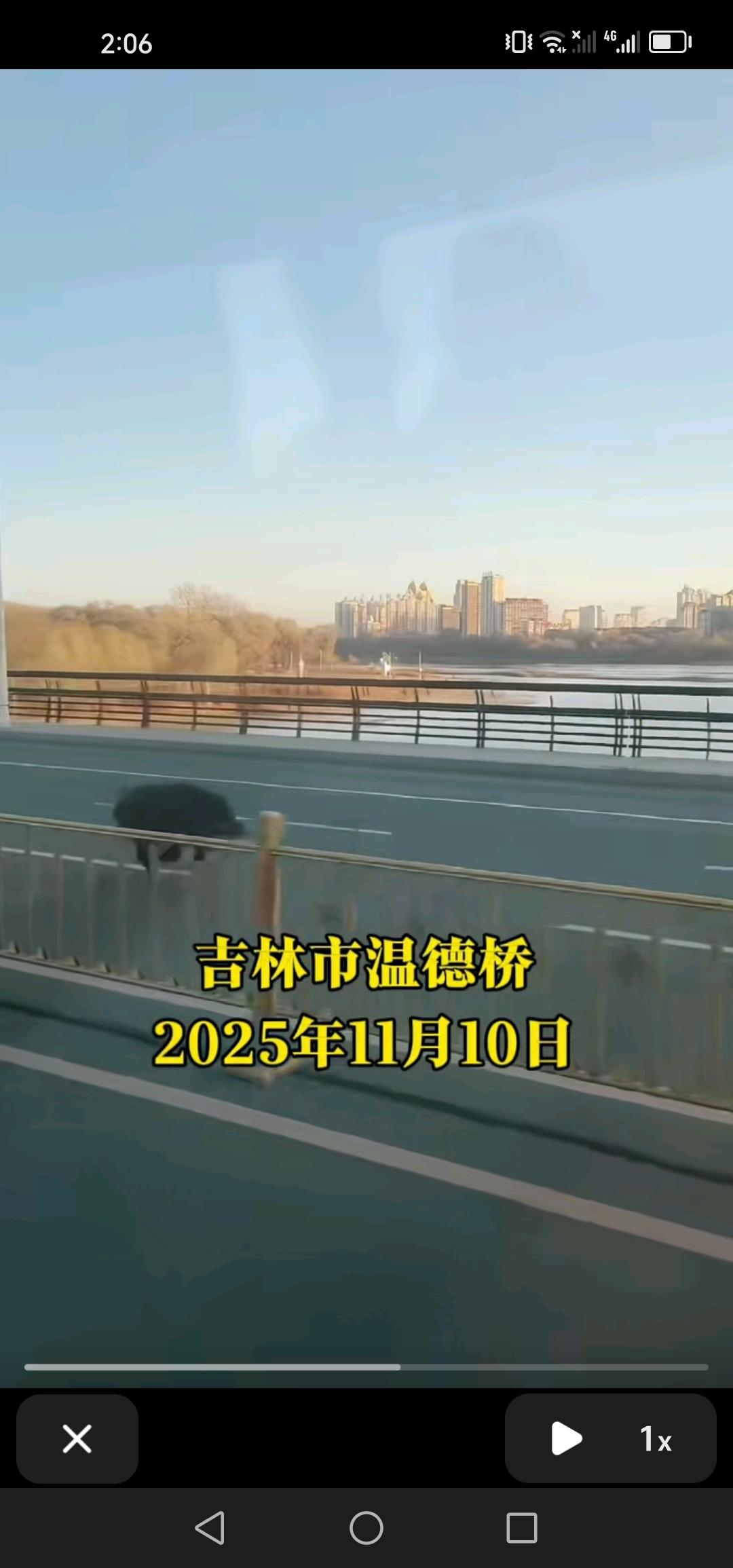 太牛了！11月10号，有人在吉林市温德桥上看到野猪在奔跑，市区里竟能见到野猪！真