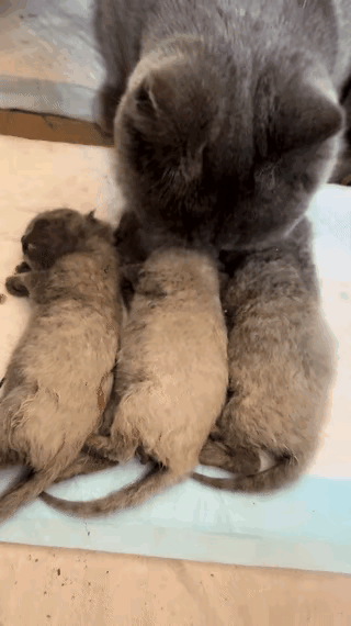 一位小姐姐养了一只蓝猫，最近蓝猫生了3只小蓝猫，原本她非常开心，可却因为自己的6