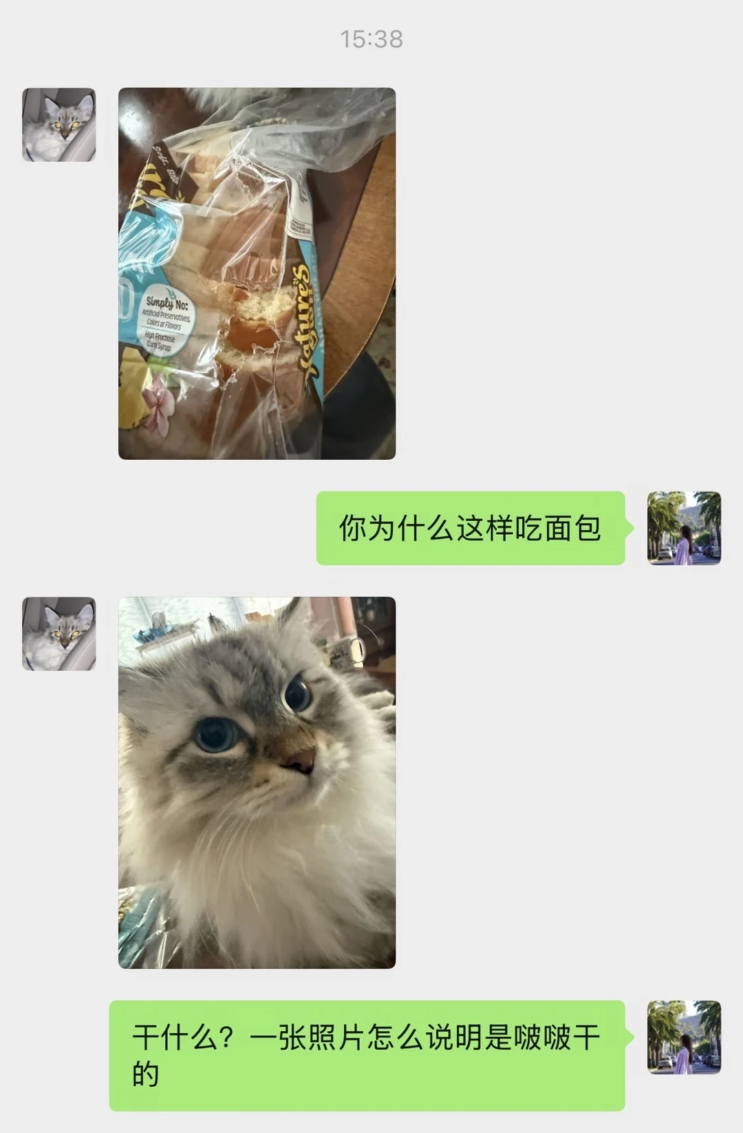 猫好人坏这件事在我家贯彻到底…