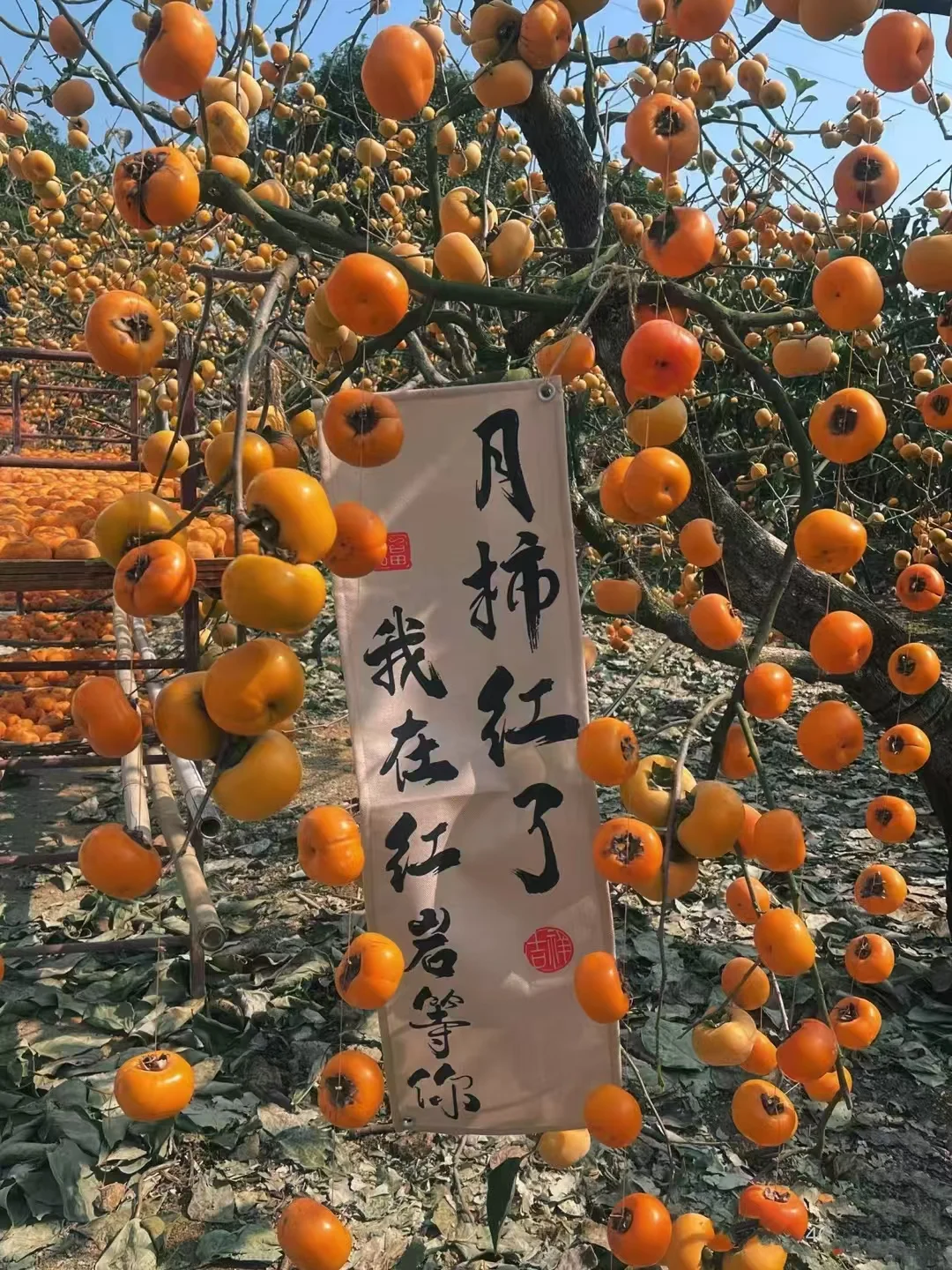 一年一度的桂林恭城柿子节，快来打卡咯~