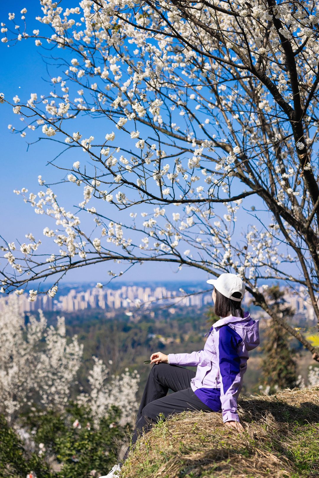 成都周边🌸后悔没早点去这条绝美赏花路线‼️