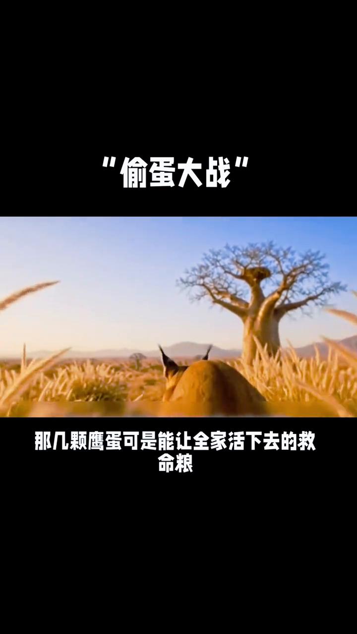 偷蛋大战。
在旱季食物比黄金还珍贵的日子里，一只宁猫妈妈为了喂饱窝里的四只幼崽，