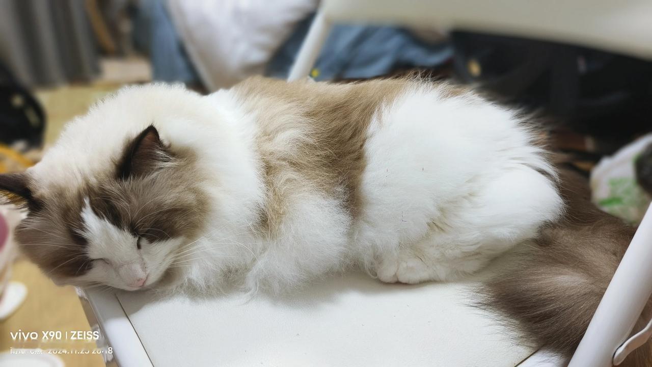 拍一张你家猫睡觉的样子可可小妞醒着的时候看着非常高冷，睡着了蜷缩着又像是一个期待