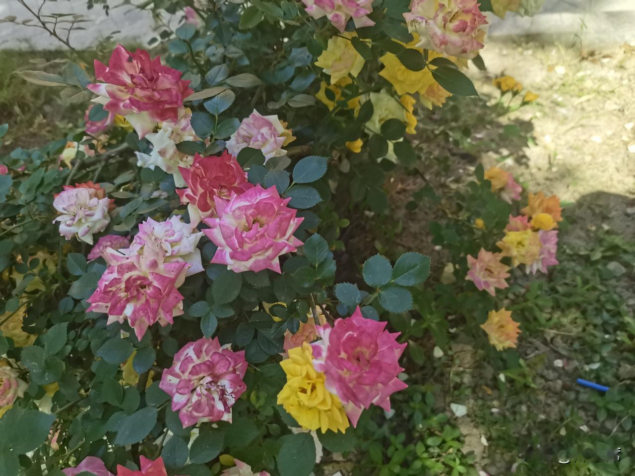 晒晒我的摄影作品初夏时节，花卉草木的茂盛之美被古人用诗词展现得淋漓尽致。唐代徐夤
