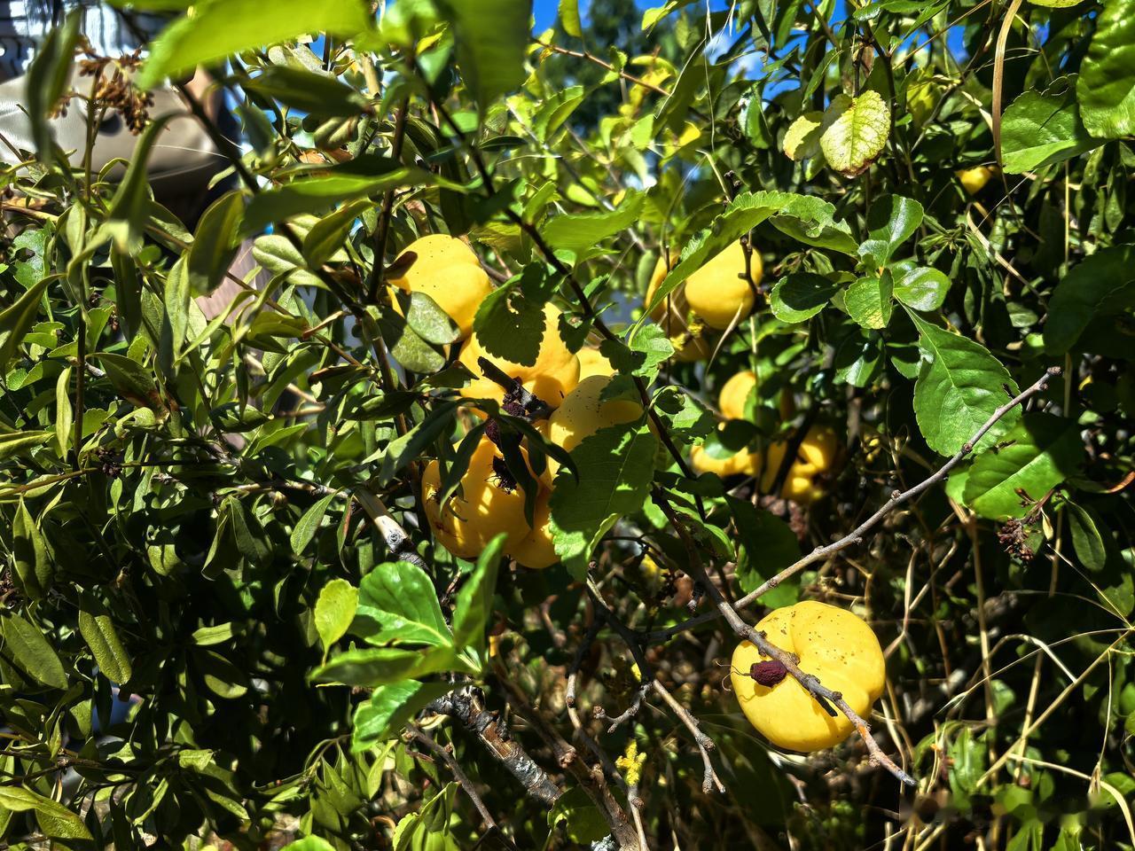 日本贴梗海棠（Zier‑Quitte，学名 Chaenomeles japoni