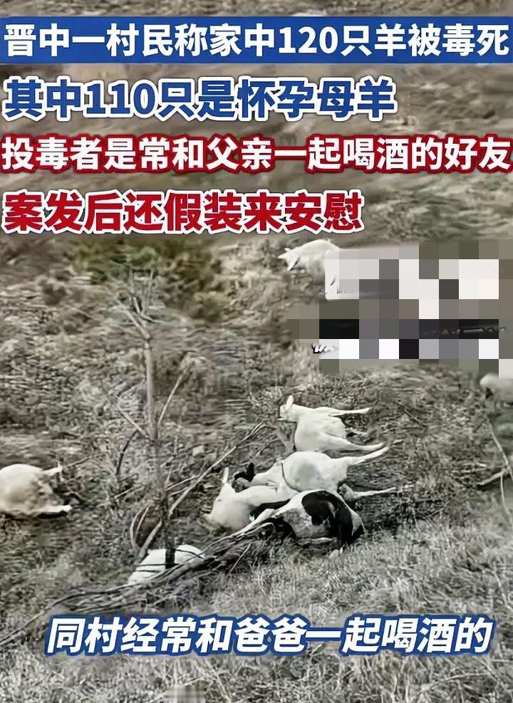 知人知面不知心
晋中村民120只羊被毒死
投毒者竟然是同村好友
双方还经常在一起