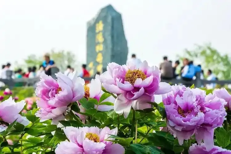 在国色芳华里，穿越盛唐洛阳年 。  这个春节，在国色芳华里，穿越盛唐洛...